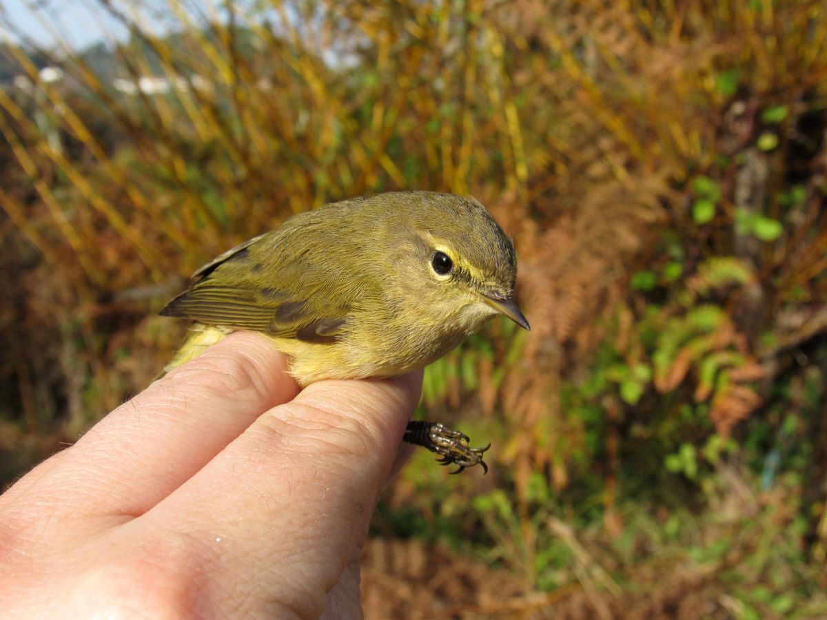 Willow warbler (Phylloscopus trochilus) atop human fingers with bushes in the background.