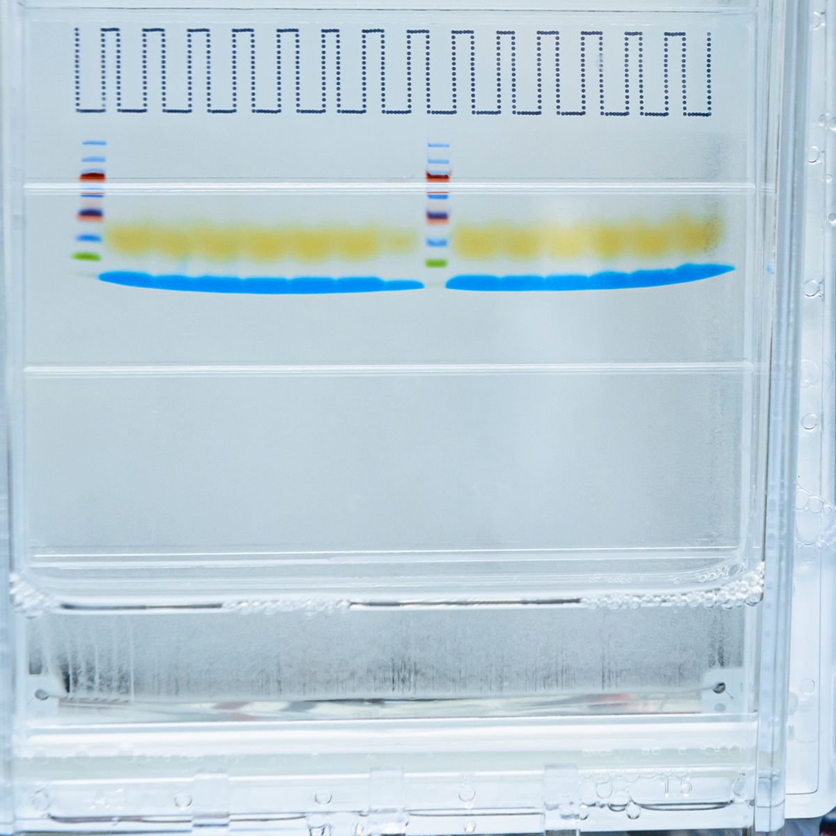 A clear SDS-PAGE gel that contains multiple colored bands. A clear SDS-PAGE gel that contains multiple colored bands.