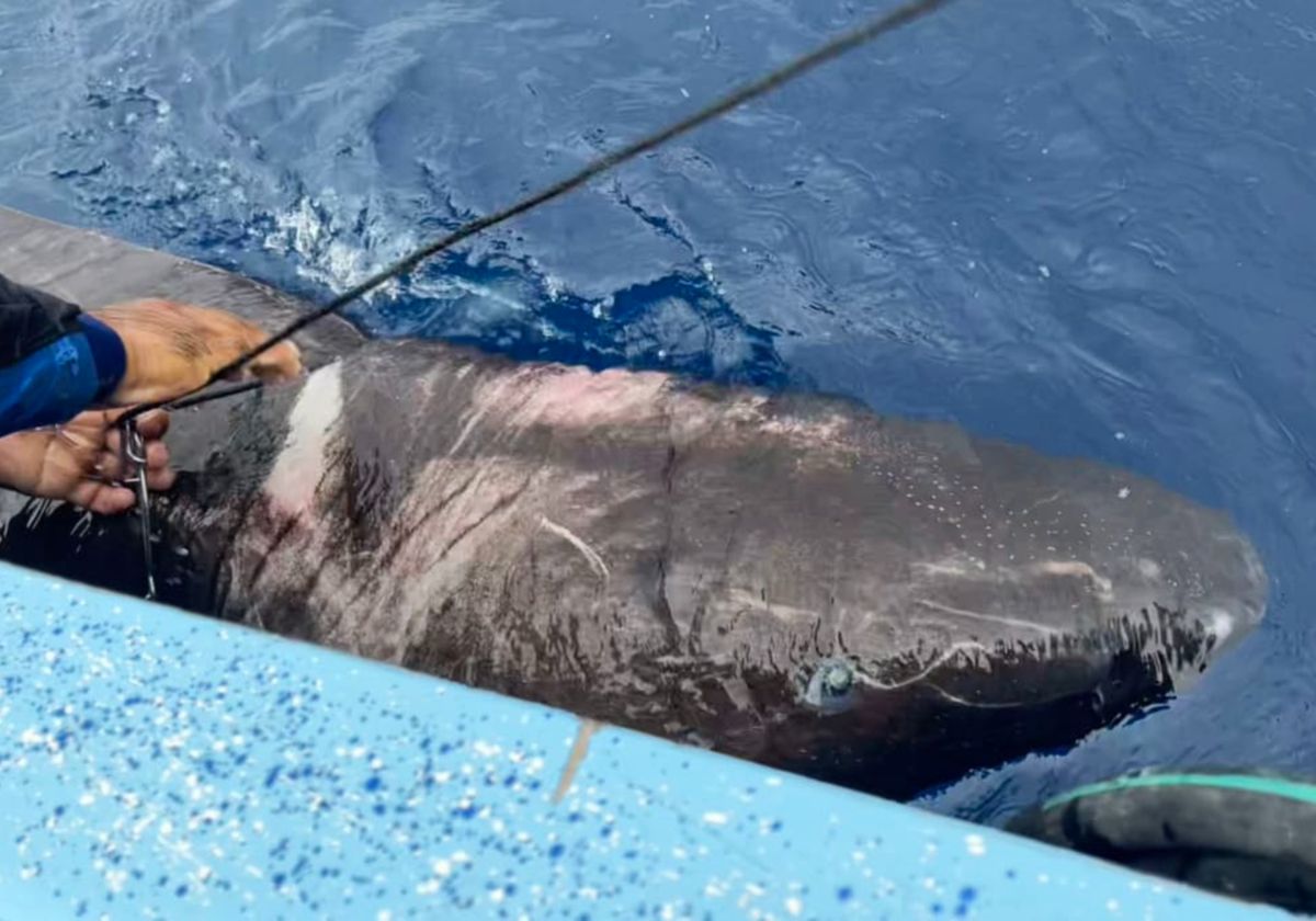 Shark reeled in at the surface of the water Shark reeled in at the surface of the water