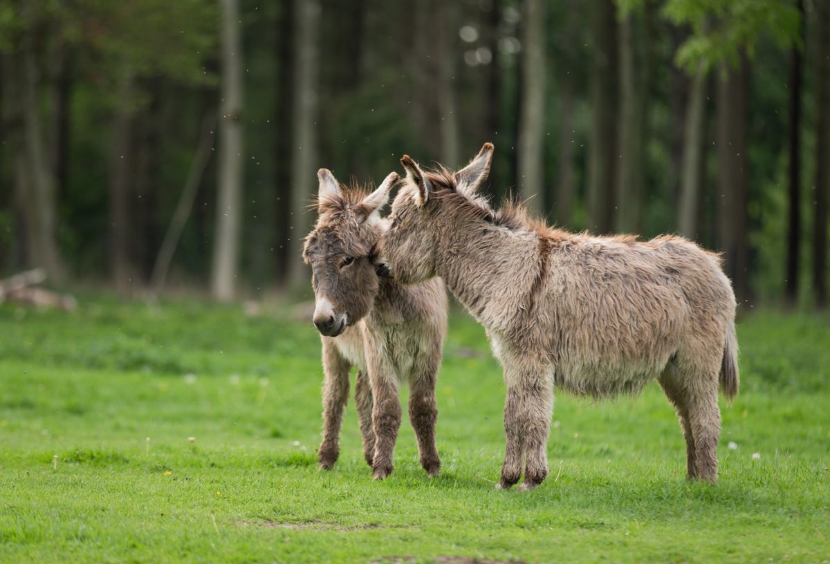 Two donkeys interacting at the Copenhagen Zoo in Denmark Two donkeys interacting at the Copenhagen Zoo in Denmark