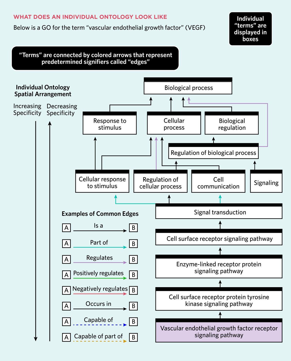Components of a gene ontology: A gene ontology becomes less specific as you move from the bottom to the top. The key base term for an individual ontology is at the bottom of the graph. As you move up, terms that describe the role and function of the base term and subsequent terms are added in layers that become progressively more general. These terms are connected by color-coded arrows, called edges, which indicate the relationships between terms. Components of a gene ontology: A gene ontology becomes less specific as you move from the bottom to the top. The key base term for an individual ontology is at the bottom of the graph. As you move up, terms that describe the role and function of the base term and subsequent terms are added in layers that become progressively more general. These terms are connected by color-coded arrows, called edges, which indicate the relationships between terms.