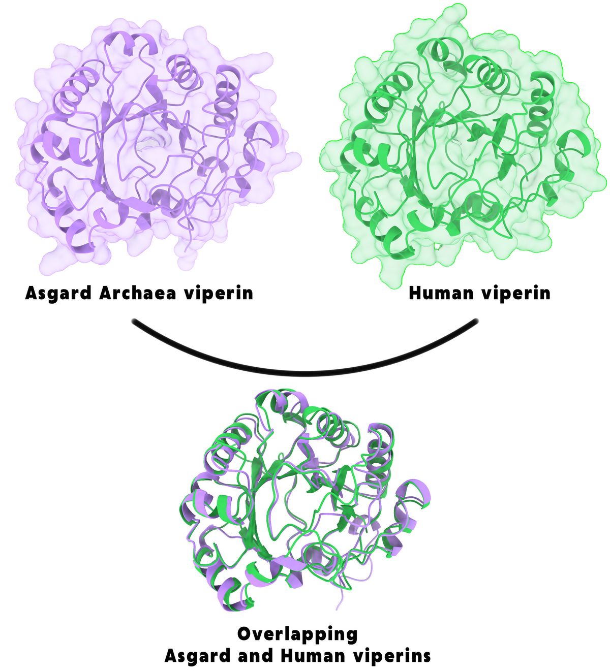 Schematic showing the homology of Asgard archaea viperin to human viperin. On top, the predicted structure of the defense protein from Asgard archaea (purple) and from humans (green) is shown. Beneath them, these two proteins overlay almost perfectly. Schematic showing the homology of Asgard archaea viperin to human viperin. On top, the predicted structure of the defense protein from Asgard archaea (purple) and from humans (green) is shown. Beneath them, these two proteins overlay almost perfectly.