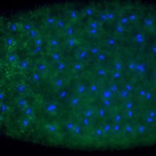<em >Wolbachia</em> bacteria, marked in green, are found in a wasp&rsquo;s egg, where the wasp&rsquo;s DNA is shown in blue.