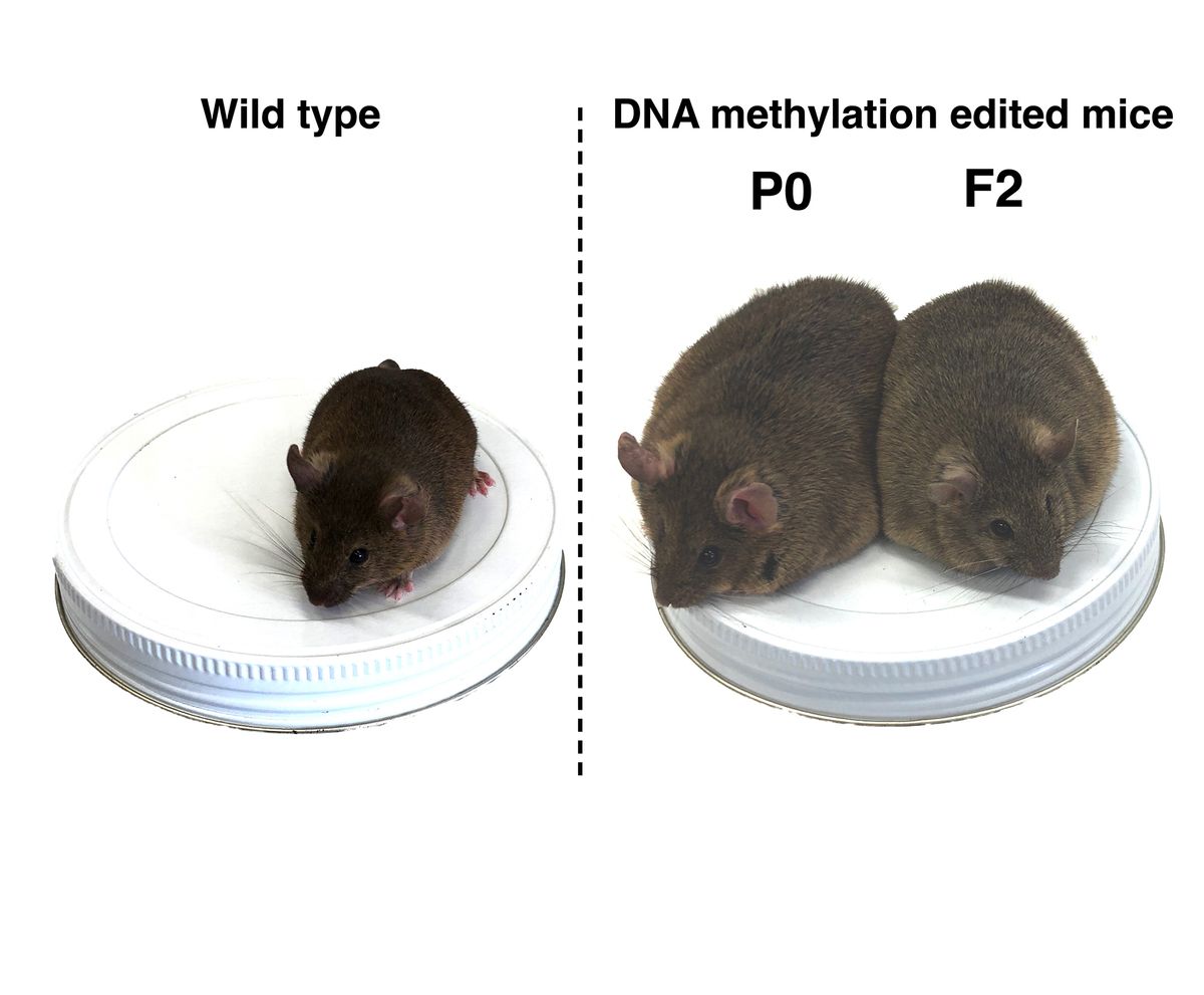 An unedited mouse (left) compared to the original methylation edited mouse (P0) and his grandchild (F2) carrying the same epigenetic mutation. The mouse on the left is small compared to the other two, which are obese. An unedited mouse (left) compared to the original methylation edited mouse (P0) and his grandchild (F2) carrying the same epigenetic mutation. The mouse on the left is small compared to the other two, which are obese.