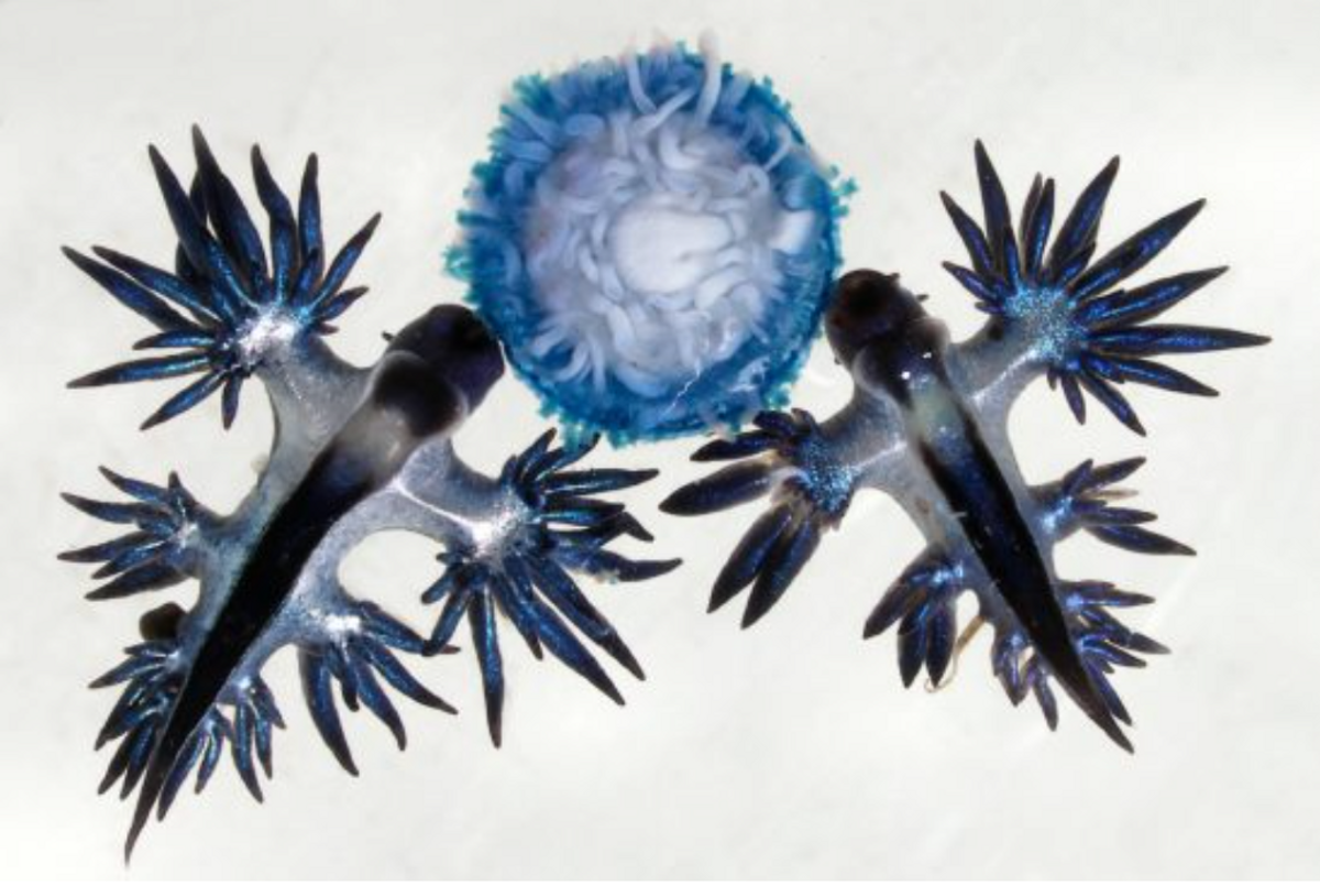 Two blue dragon sea slugs feed on a blue button (<em>Porpita porpita</em>), a close relative of jellyfish Two blue dragon sea slugs feed on a blue button (<em>Porpita porpita</em>), a close relative of jellyfish