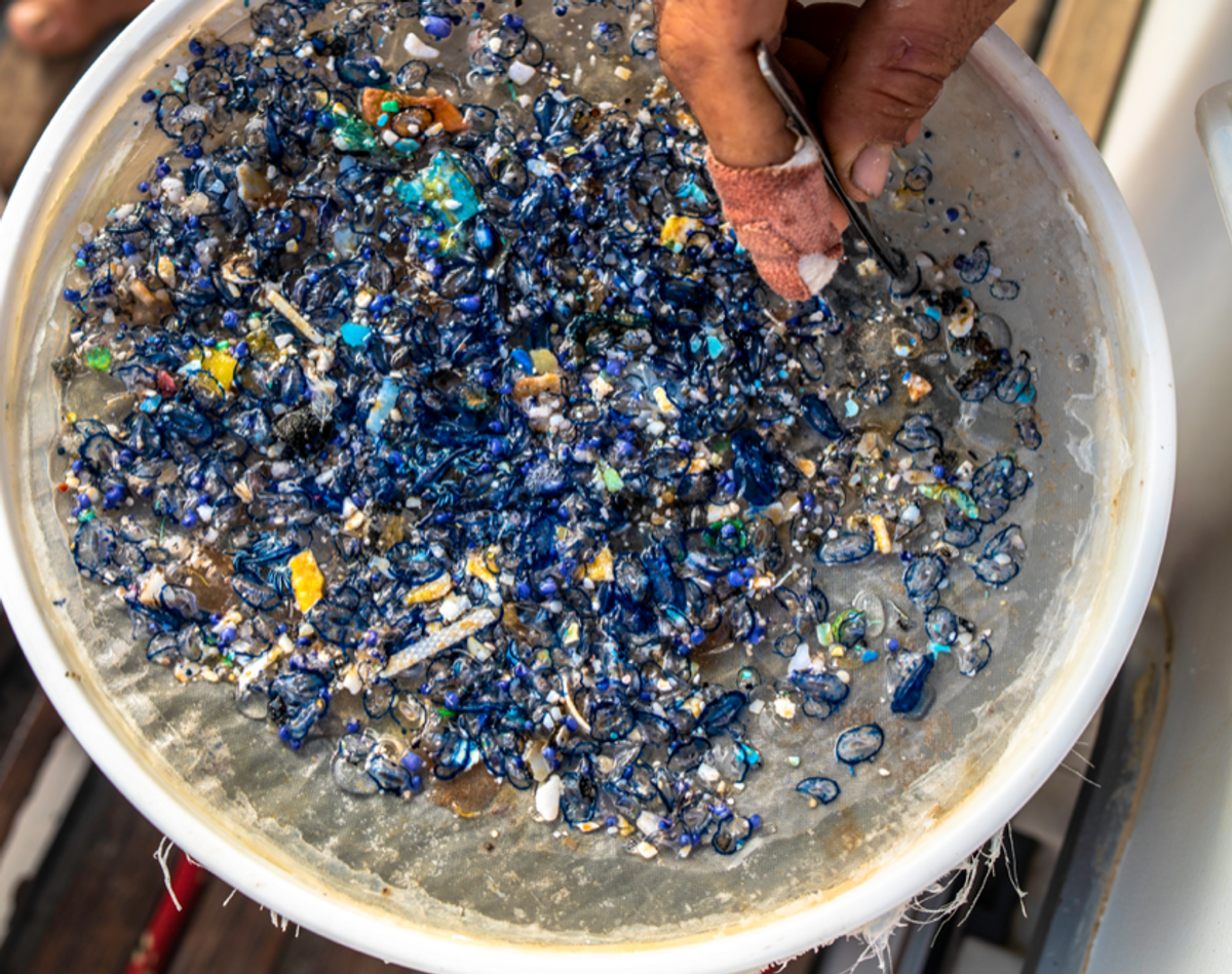 Sampling of different neuston species alongside recovered plastic Sampling of different neuston species alongside recovered plastic