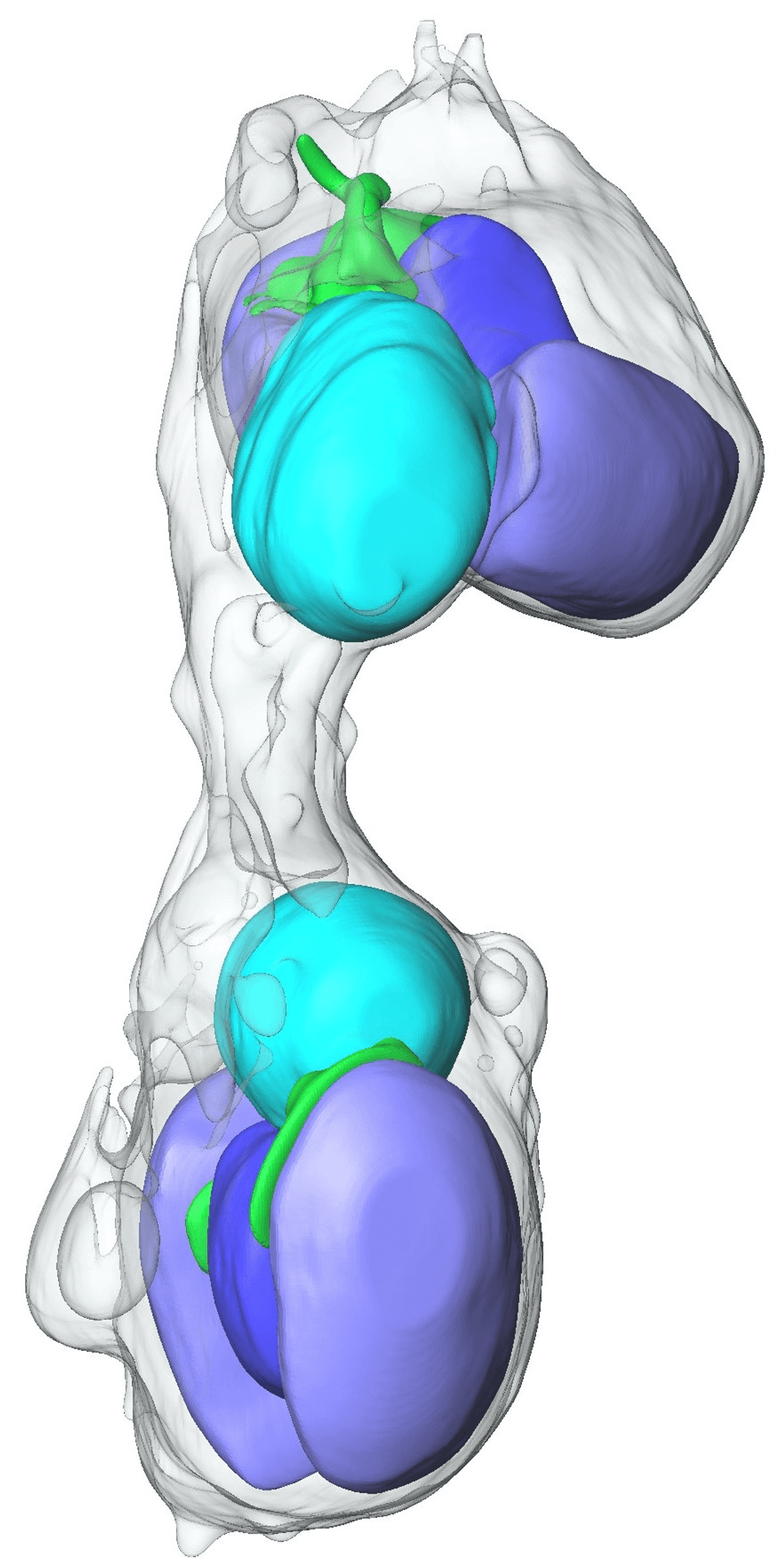 Colored shapes in cyan, blue, green and lilac are localized in two equivalent pockets of the same gray translucent bag. This represents a dividing cell with equally dividing organelles. Colored shapes in cyan, blue, green and lilac are localized in two equivalent pockets of the same gray translucent bag. This represents a dividing cell with equally dividing organelles.
