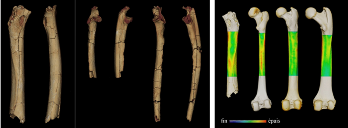Various primate bones Various primate bones