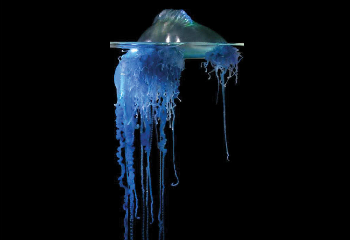 The Portuguese man-of-war (<em >Physalia physalis</em>) The Portuguese man-of-war (<em >Physalia physalis</em>)