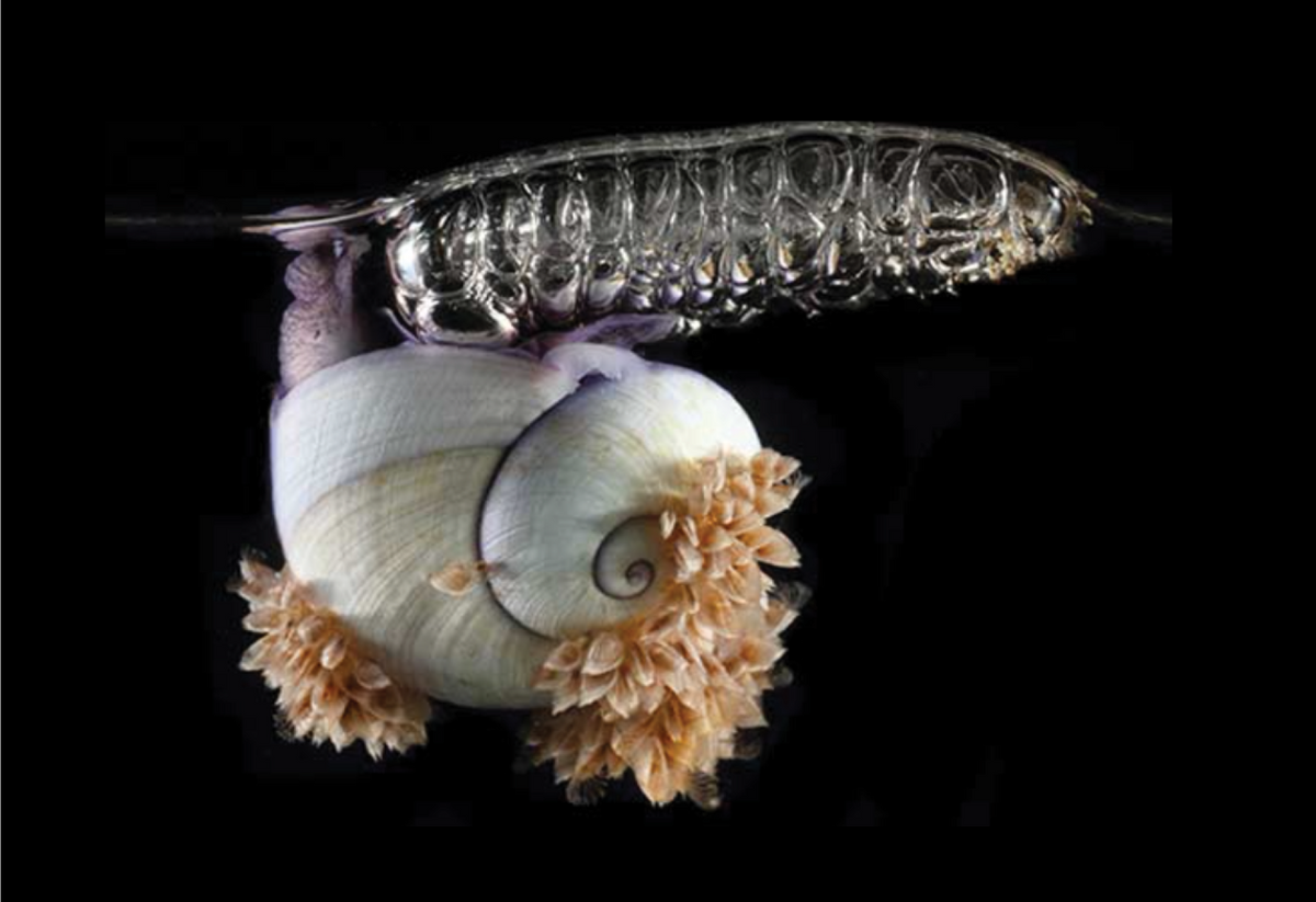 The violet sea snail (<em>Janthina janthina</em>) The violet sea snail (<em>Janthina janthina</em>)