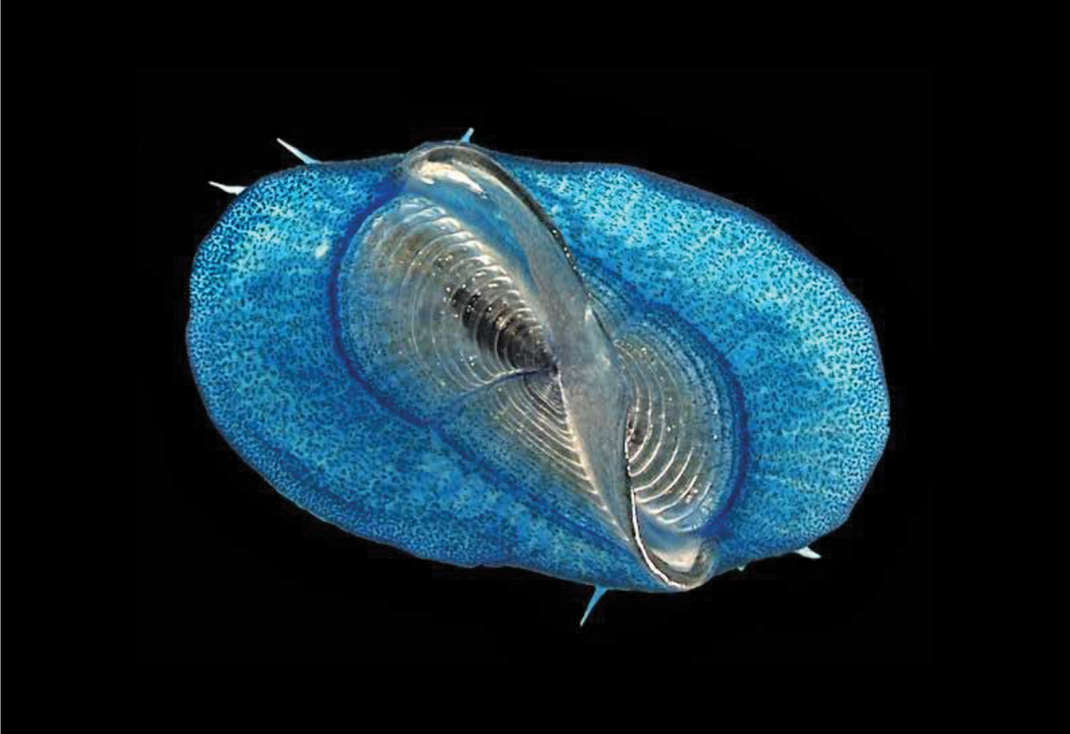 The by-the-wind sailor (<em>Velella velella</em>) The by-the-wind sailor (<em>Velella velella</em>)