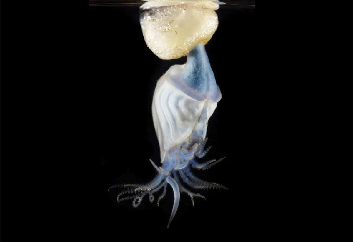 This buoy barnacle (<em>Dosima fascicularis</em>) This buoy barnacle (<em>Dosima fascicularis</em>)